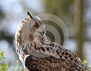 Close up of an Eagle Owl staring