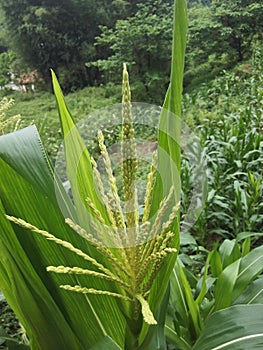 Ear corn
