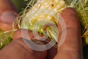 Close-up ear of corn with worm in farmer hands