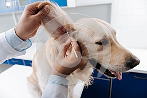 Close up of ear of Labrador that being in professional hand