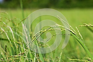 Close up ear of paddy in rice field