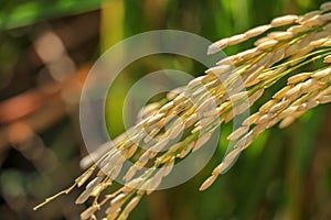Close up ear of paddy or rice in organic field, agriculture concept