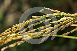 Close up ear of paddy or rice in organic field, agriculture concept