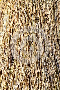 Close up of ear of rice bundle for background picture