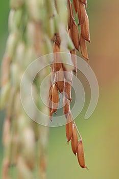 Close up of an ear of rice in a field