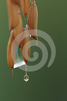 Close up of an ear of rice in a field