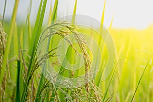 Close up ear of rice fields.