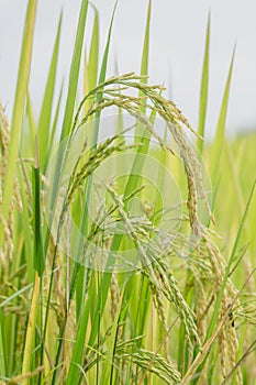 Close up ear of rice fields.