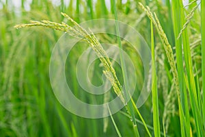 Close up ear of rice fields.