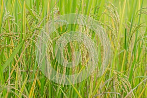 Close up ear of rice fields