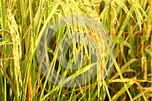 Da vicino orecchio da è un crescente campo sfocatura 