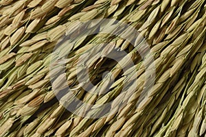 Close up of Ear of Rice