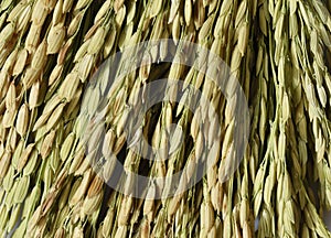 Close up of Ear of Rice