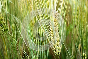Close-up of an ear of triticale grain