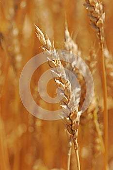 Close Up of Ear of Wheat