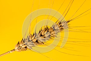 Close up of Ear of wheat isolated on yellow