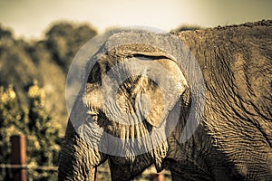 Close up of the ear and wrinkly skin of an elephant