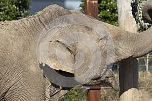 Close up of the ear and wrinkly skin of an elephant