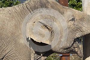 Close up of the ear and wrinkly skin of an elephant