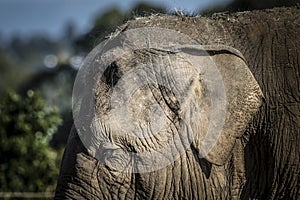 Close up of the ear and wrinkly skin of an elephant photo