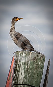 Close-up of an eared cormorant (Nannopterum auritus) perched on pole against cloudy sky