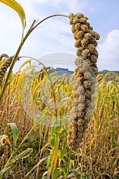 Earhead of millet