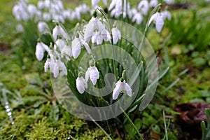 Close-up of early spring white flowers of Galanthus nivalis or snowdrop