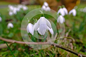 Close-up of early spring white flowers of Galanthus nivalis or snowdrop