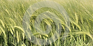 close up on ears of cereal growing in a field