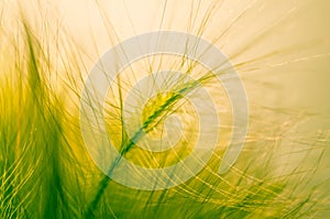 Close-up ears of foxtail barley. Hordeum jubatum. Spectacular background. Toned photo, soft focus