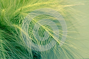 Close-up ears of foxtail barley. Hordeum jubatum. Spectacular background. Toned photo, soft focus