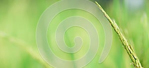 Close-up ears of rice on fresh green blur. Green ear of rice in paddy rice.