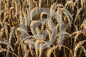 close-up of ears of wheat field, harvest time of cereal crops, bread and food security