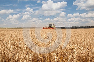 Close-up ears of wheat at field and harvesting machine on background