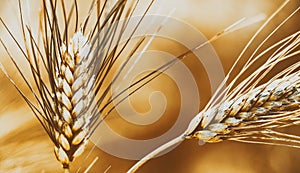 Close-up of ears of yellow wheat field with brown background