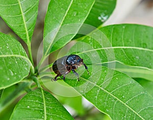 Close-up of an earthen dung beetle on green foliage on a bright sunny day