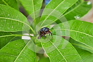 Close-up of an earthen dung beetle on green foliage on a bright sunny day