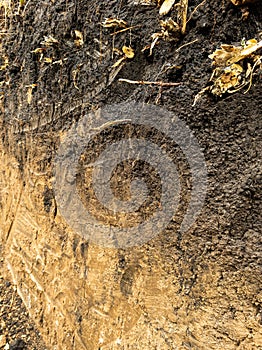 Close -up earthen sterea with roots in the context