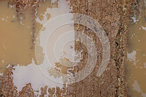 Close-up of earthy and muddy puddle on wet dirt road