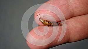 Close up of Earwig on the hand insect on the hand Closeup earwigs Earwigs will use their pincers to defend themselves. close up in photo