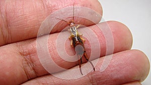 Close up of Earwig on the hand. insect on the hand. Closeup earwigs. Earwigs will use their pincers to defend themselves. close up