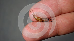 Close up of Earwig on the hand insect on the hand Closeup earwigs Earwigs will use their pincers to defend themselves. close up in