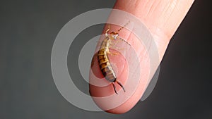 Close up of Earwig on the hand insect on the hand Closeup earwigs Earwigs will use their pincers to defend themselves. close up in