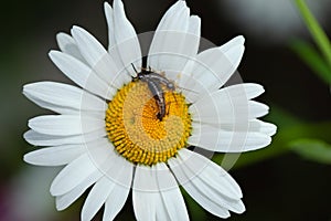 Close Up Of Earwigs On Flower