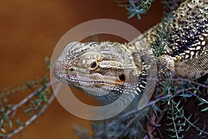 Close up of a Eastern Bearded Dragon