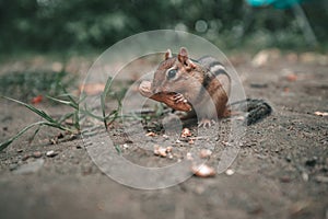 Close-up of an eastern chipmunk eating a peanut on a ground of dirt with grass sprouts around.