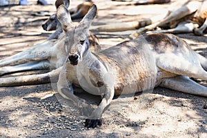 Close up of Eastern Gray Kangaroos