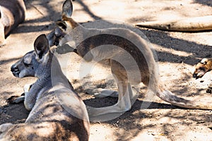 Close up of Eastern Gray Kangaroos