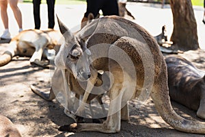 Close up of Eastern Gray Kangaroos