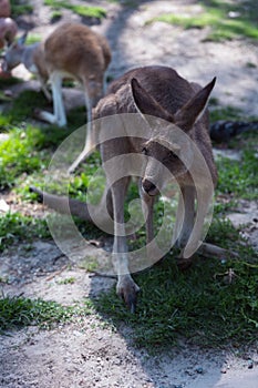 Close up of Eastern Gray Kangaroos